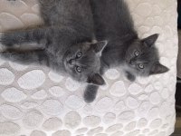 50 günlük british shorthair