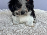 Morkie bebeklerimiz çok özel