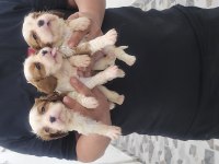 Safkan ırk garantili cavalier king charles