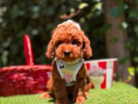 Orjinal Toyy Poodle Yavrularımız