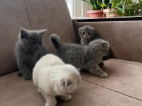 British Shorthair Yavrular Gönderim Mevcut