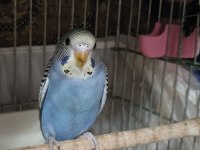 Renk güzelleri muhabbet kuşu