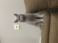 1 yaşında uygun british shorthair sahiplendirme dişi
