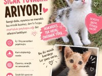 2 minik bebek kedimiz