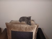 British shorthair yavru