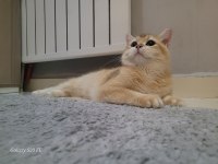 Ny12 Golden 9 aylık British Shorthair