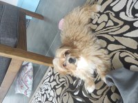 Oyuncu maltipoo tarçınımız
