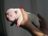 Brillante De Arte Kennel'dan Süt Beyaz French Bulldog