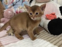 Safkan Secereli Anne Babadan Abyssinian Yavrular