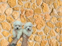 TÜY DÖKMEYEN MALTESE TERRİER BEBEKLER