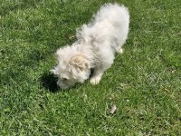 Dişi Maltese terrier köpeğimiz yeni sahibini arıyor