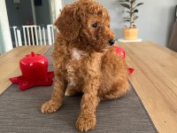 Dişi Toy Poodle