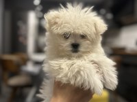 Teacup Maltese