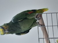Amozon papağanı cts belgeli