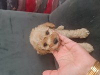 Tuvalet egitimli minyatür maltipoo minnaklarım