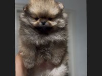 sağlık ve ırk garantili pomeranian boo