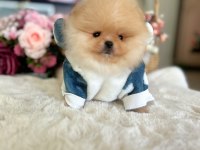 BAL GİBİ MİNİ BOY POMERANİAN AYICIK