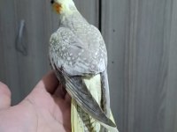 Yeni yeme düşen sultan papağanı yavrular