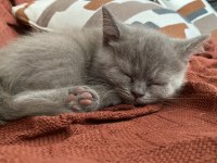 2 aylık british shorthair lilac rengi