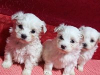 Ev Doğumu Maltese Bebekler