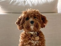 En Özel Cavapoo Yavruları
