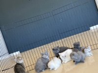 Kedi Dünyasından Renk Renk Brıtısh Yavrular Ankara
