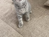 Scottish fold kedimizin yavruları