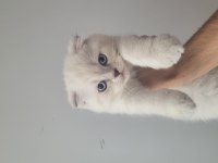 Kendi kedimin scottish fold yavruları sahiplendireceğim