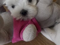 0 Numara Kore Maltese