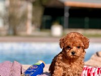 Poodle Çifliğinden Harika Bebekler