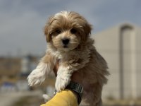 Petmode köpek çiftliğinden tea cup kore maltipoo