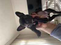 2 Aylık Safkan French Bulldog Yavrumuz
