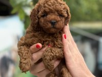 MİCRO TEACUP KORE RED POODLE