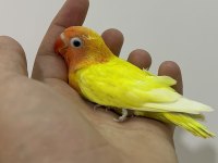 El Besleme Yavru Cennet Ve Sevda Yavrular