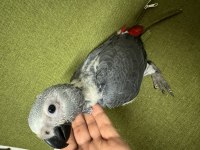 Güzeller güzeli bebek jako papağanımız