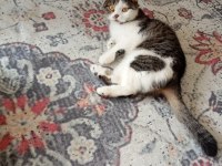 Scottish Fold Kedimiz