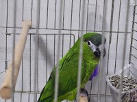 MÜKEMMEL YAVRU CÜCE MACAW ALIŞMIŞ