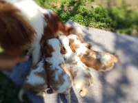 Cavalier king charles baby