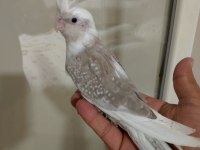 Sağlıklı 3 aylık sultan papağanı yavrular