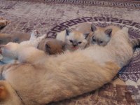 Yavru 1 buçuk aylık rezerve british shorthair yavrular