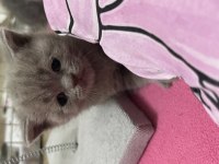 Açık Kahverengi British Shorthair Yavrumuz