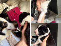 Meşhur Cash in torununun border collie yavruları