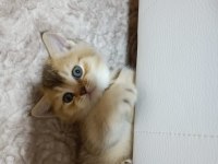 Minik yavrum golden british shorthair