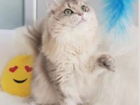 British longhair erkek kedimiz