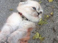 Scottish fold miniğimi sahiplenmek isteyen