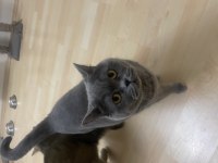 British shorthair 4 yaşında