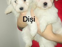 Maltese terrier bebekler 45 günlük