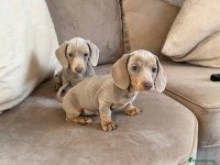 RENK RENK ÖZEL DACHSHUND YAVRULAR ÇİFTLİĞİMİZDEN