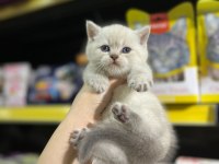 Üst düzey kalite yavru kedilerimiz