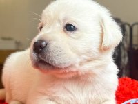 2 aylık safkan labrador retriever yavrularım